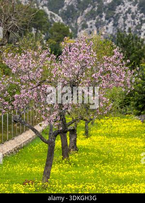 Blossoming almond trees in front of Serra de Tramuntana mountains, Majorca, Mallorca, Balearic Islands, Spain, Europe Stock Photo