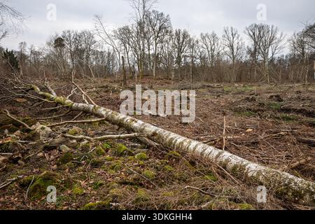A fallen white birch tree lies in a forest clearing in Hassleholm, Sweden, showing land management and forestry practices. Stock Photo