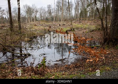 View of a small body of water surrounded by a managed forest clearing in the Swedish countryside. Stock Photo