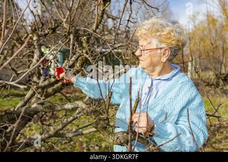 Senior woman is pruning branches of fruit trees in orchard using loppers at early springtime Stock Photo