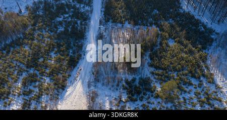 Aerial view of a Polish forest shows a straight logging road through young pines and leafless birch. A small right clearing catches low winter sun wit Stock Photo