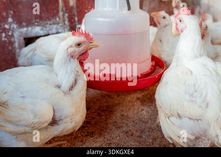Chickens drinking fresh water from an automatic feeder in a commercial poultry farm setting, illustrating industrial livestock production Stock Photo