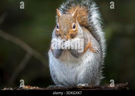 Grey Squirrels, Sciurus carolinensis, feeding on the wild bird feeding stations at Clara Vale nature reserve, January 2026 Stock Photo