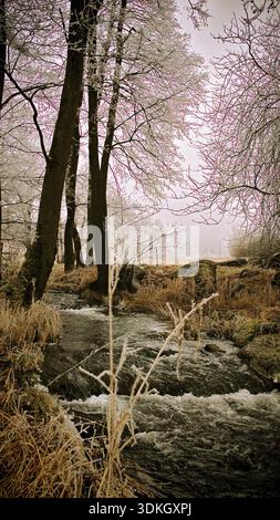 Frozen stream with snow-covered trees, harmonious winter landscape Stock Photo