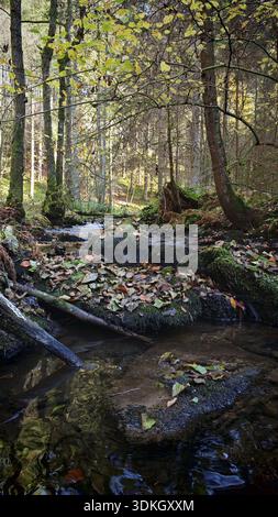Small stream flows through quiet, mossy forest, Franconian Forest Stock Photo