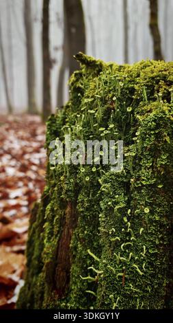 An old tree stump with dense green moss in a misty, autumnal forest, trumpet lichen (cladonia fimbriata), Rennsteig, Franconian Forest nature park Par Stock Photo