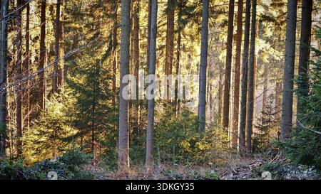 Bright sunlight shines through slender tree trunks in an autumnal forest, Fichtelgebirge, Franconian Forest Stock Photo