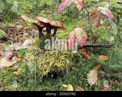 A dark mushroom (fungi) grows on moss-covered ground with colourful leaves, Franconian Forest nature park Park Stock Photo