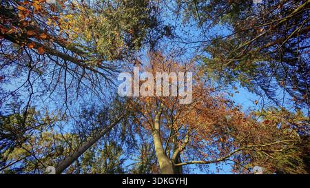 Looking up at colorful treetops against bright blue sky, Frankenwald, Germany Stock Photo