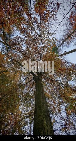 Large tree seen from below surrounded by autumn colors, Frankenwald, Germany Stock Photo