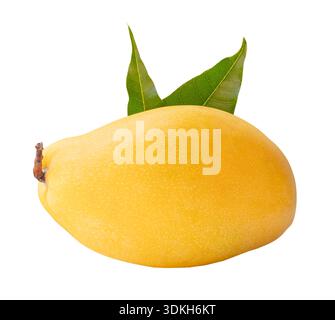 One ripe yellow mango fruit with green leaves in stack is isolated on white background with clipping path. Stock Photo