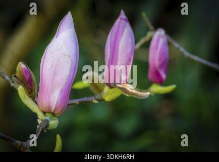 Closed magnolia buds shortly before blossom, Azores, Portugal Stock Photo