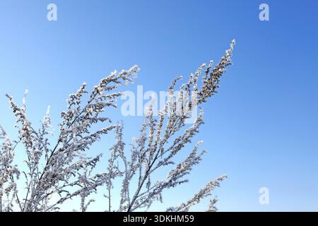 Snowy and Frozen Branch on the Blue Sky background Stock Photo