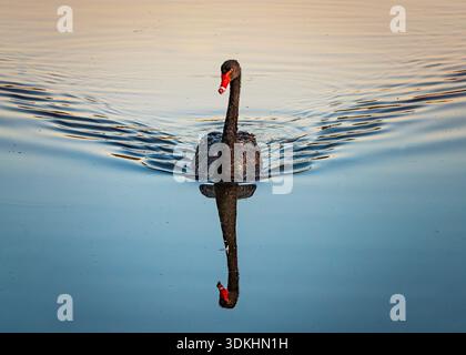 Black Swan (Cygnus atratus) gliding across calm reflective water with perfect mirror symmetry at sunrise/sunset in Australia. Stock Photo