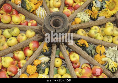 Cartwheel, fruit, harvest, thanksgiving, autumn, late summer, old wives' summer, eating, fruit, apples, food, food, food nutrition, vitamins, vitamin Stock Photo