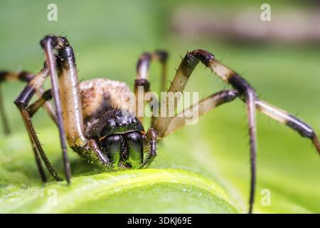 Super macro image of black and brown spider on green leaf. Wild insects. Close up nature spider Stock Photo
