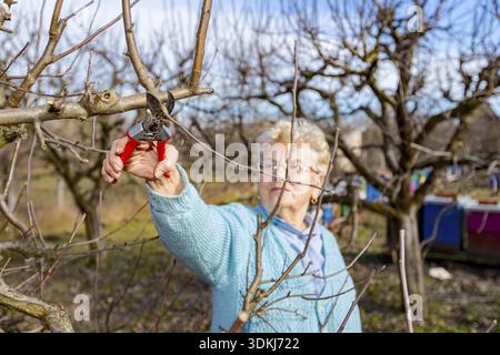 Senior woman is pruning branches of fruit trees in orchard using loppers at early springtime Stock Photo