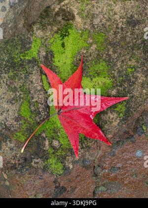 High angle view of a bright red sweetgum leaf in the rain sitting on a wet stone with moss and lichen. Stock Photo