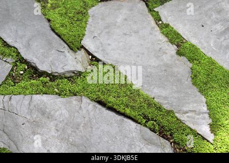 Stone pathway with green moss growing between the stones Stock Photo