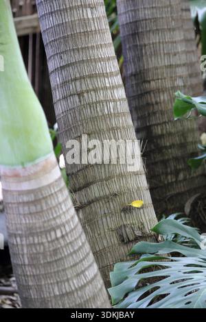 Close up of grey palm tree trunks in a tropical garden Stock Photo