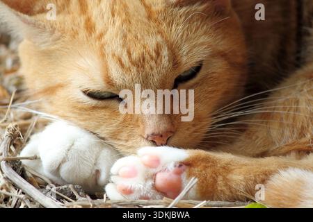 Close up of a ginger orange red cat sleeping Stock Photo