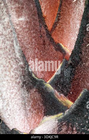 Palm tree trunk close up textured abstract background Stock Photo
