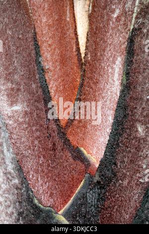 Red and brown Palm tree trunk abstract textured background Stock Photo