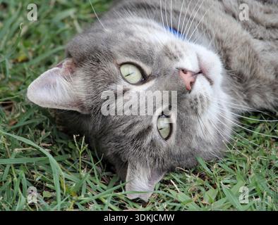 Relaxed grey tabby cat lying on green grass Stock Photo