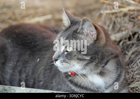 Grey tabby cat lying on a bed of straw Stock Photo