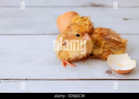 Two newborn small chicks sit near broken eggshells in cozy space. Stock Photo