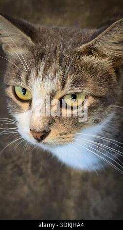 Domestic cat, showcasing expressive yellow green eyes, fine whiskers, and mottled gray fur. Perfect for pet, wildlife, and lifestyle stock collections Stock Photo