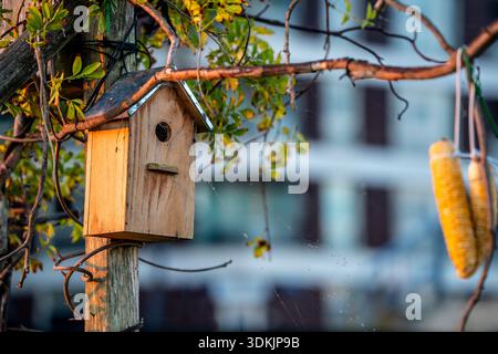 A wooden birdhouse or nest box and corn cobs hung on string to provided  shelter and food to nesting birds in Winter in Europe Stock Photo