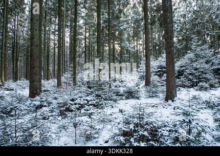 Winter forest background, snow covered pine trees in pine forest creating a calm winter background Stock Photo