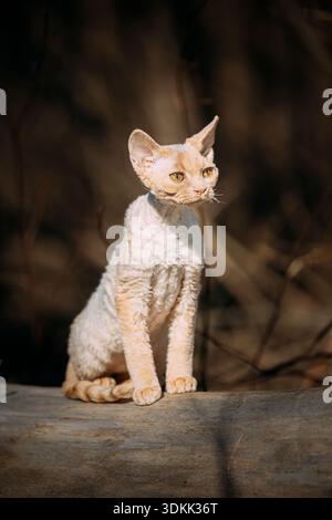 Red-Cream Devon Rex Kitten Standing on fallen tree – Outdoor Portrait Photography Stock Photo