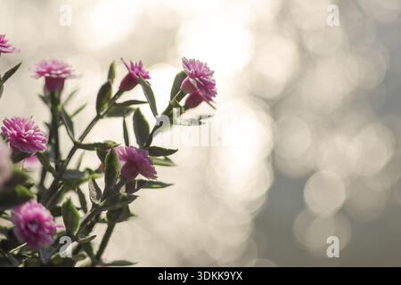 Beautiful pink dianthus flower in spring garden with serene feeling. close up, soft focus plant blossom with dreamy, romantic bokeh background and bri Stock Photo