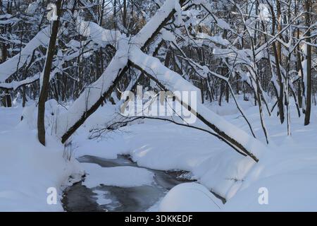 Beautiful winter landscape with snow covered trees and frozen forest river. Stock Photo