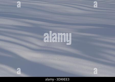 Winter forest covered with fresh snow. Long shadows on the snow. Stock Photo