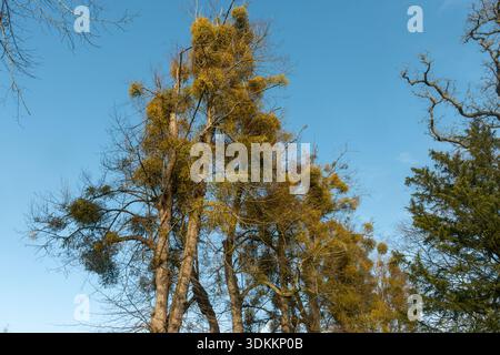 Trees with lots of mistletoe (Viscum album) in winter, England, UK Stock Photo