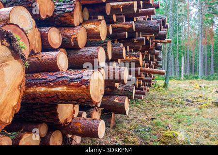 Stacked timber logs in a woodland Stock Photo