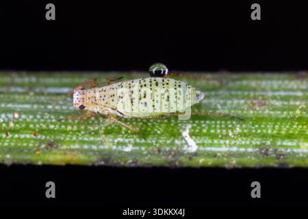 Aphids on pine needles. Small green, sap-sucking pests on leaves. Stock Photo