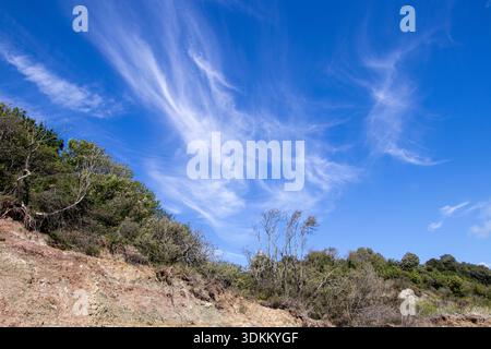 Cirrus clouds on a warm summer day over the beach cliffs.  A line of trees and bushes against the clear blue summer sky. Stock Photo