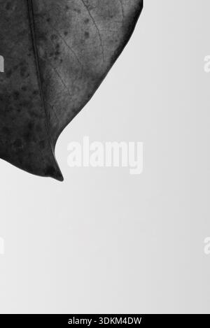 Abstract Macro Texture of Dark Leaf Veins in Monochrome Stock Photo