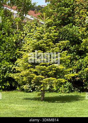 Young fir tree standing on a trimmed lawn in a lush garden, surrounded by dense green shrubs, bright sunny day Stock Photo
