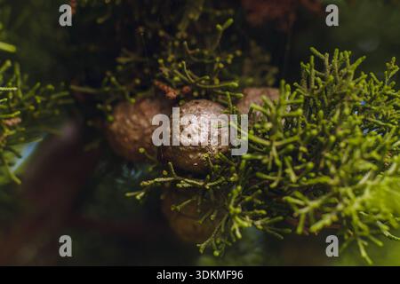 Close-up of young green cones growing on the branches of a Mediterranean cypress tree. Stock Photo