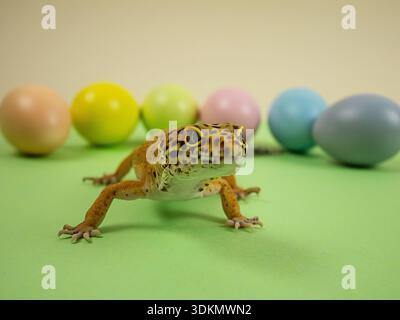 Leopard gecko on green surface with pastel-colored Easter eggs arranged in the background Stock Photo