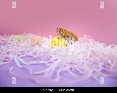 Gecko perched on a yellow egg with pastel candies and pink paper shreds in a vibrant setting Stock Photo
