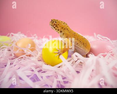 Leopard gecko on a yellow egg with pastel eggs and shredded paper in a pink setting Stock Photo