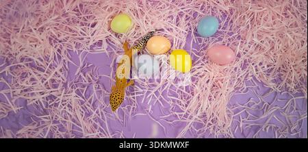 Leopard gecko explores vibrant plastic Easter eggs on pink shredded paper background Stock Photo