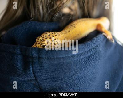 Leopard gecko with yellow and black spots resting on a navy blue hoodie, close-up perspective Stock Photo