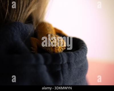 Leopard gecko perched on the shoulder of a person in a dark hoodie with long hair visible Stock Photo
